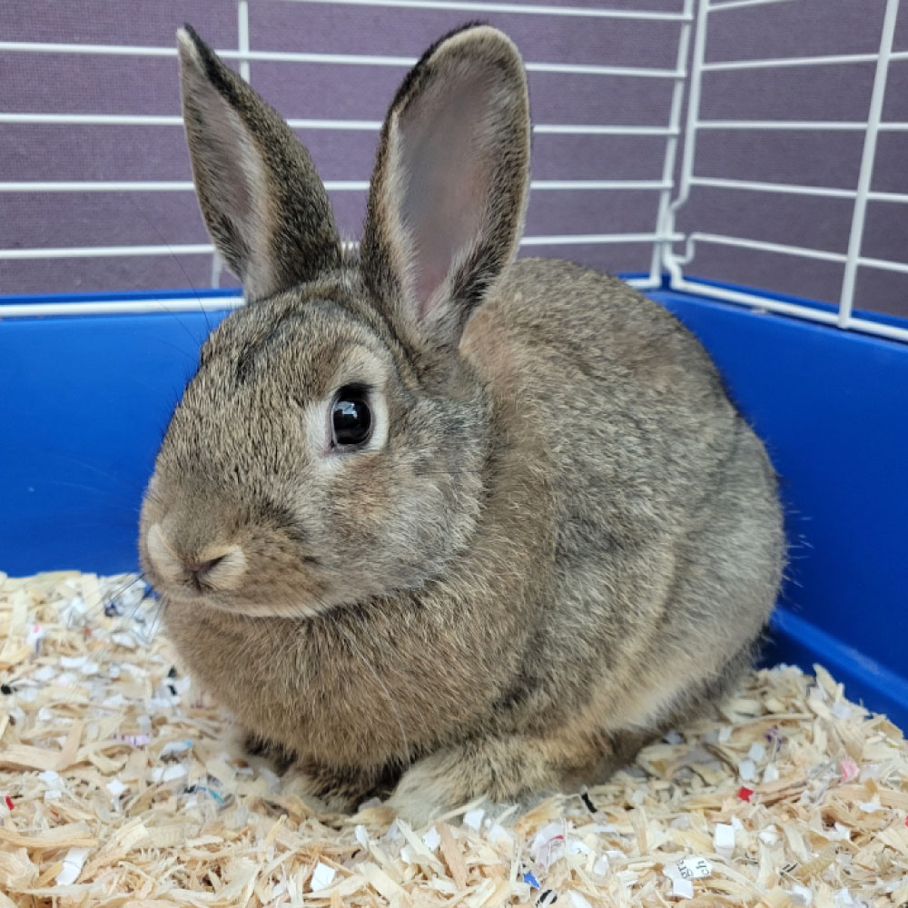 Judy