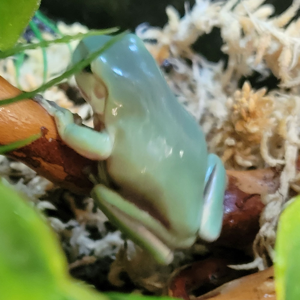 Kermy the Tree Frog