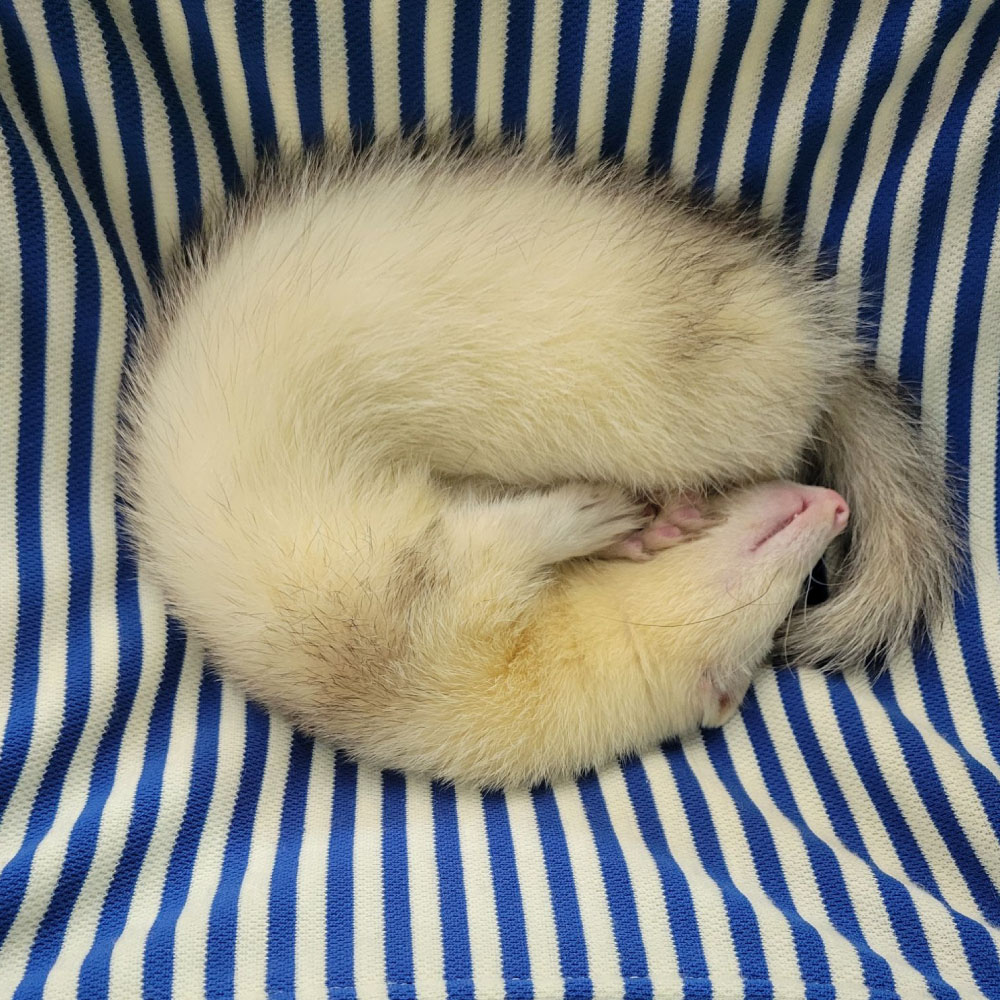 Sir Vanilla Bean the Ferret