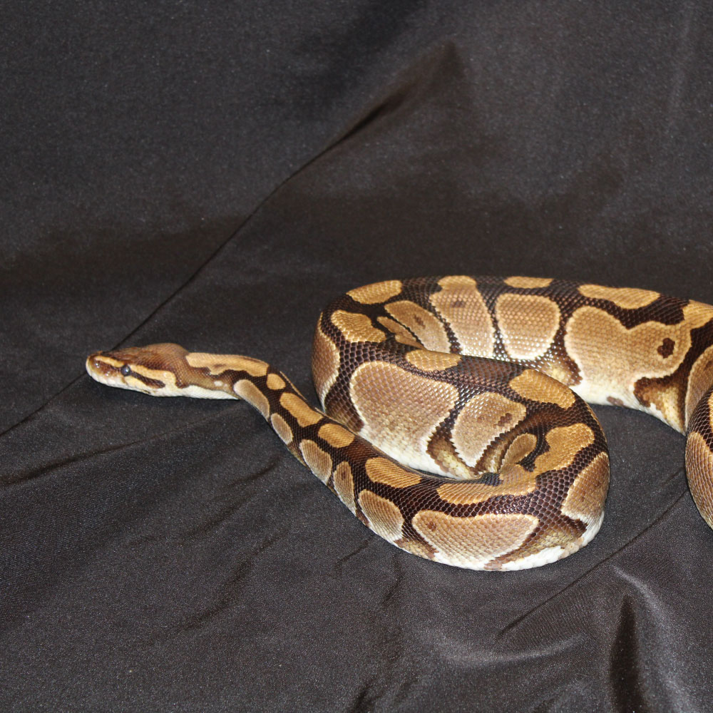 Bill the Ball Python