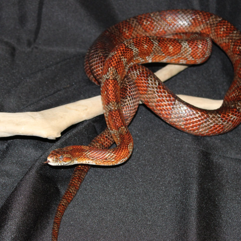 Meet Bindi the Corn Snake!