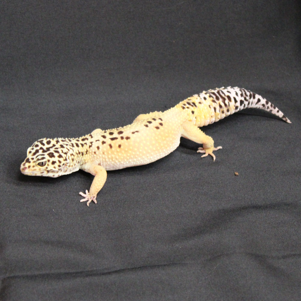 Meet Reggie the Leopard Gecko!