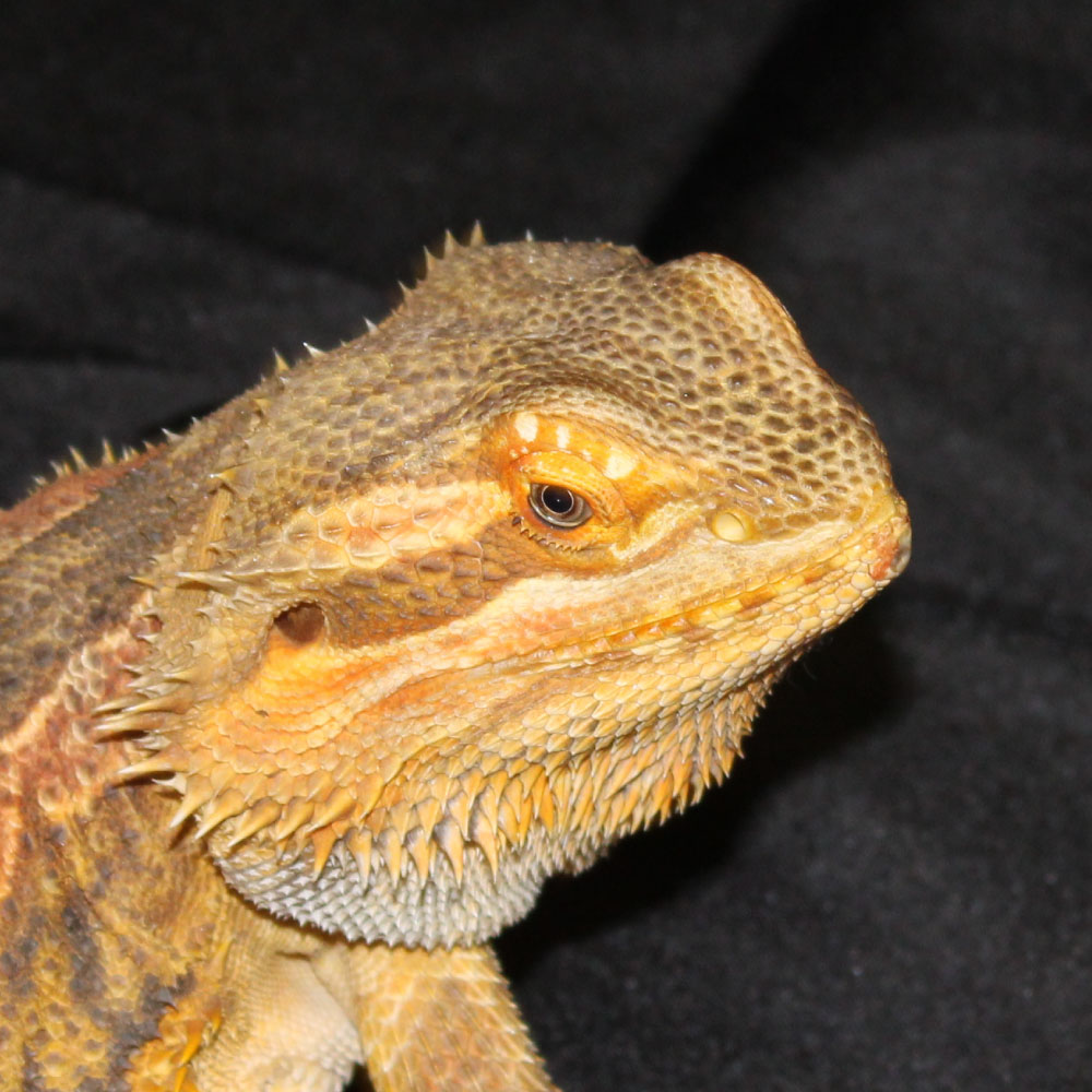Meet Jax the Bearded Dragon!