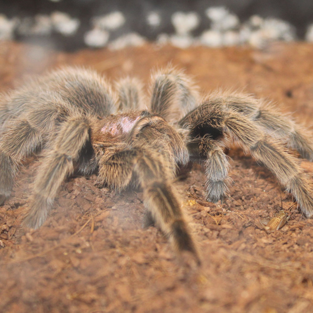 Meet Rosie the Chilean Rose-Haired Tarantula!